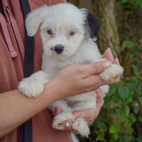 Ducky, an adoptable Poodle (unknown type) / Wirehaired Fox Terrier / Mixed at Animal House Shelter — photo 3