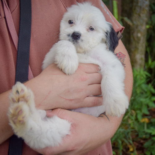 Ducky, an adoptable Poodle (unknown type) / Wirehaired Fox Terrier / Mixed at Animal House Shelter — photo 4