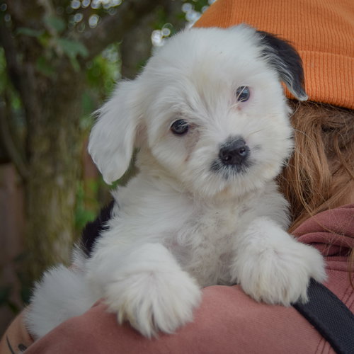 Ducky, an adoptable Poodle (unknown type) / Wirehaired Fox Terrier / Mixed at Animal House Shelter — photo 5
