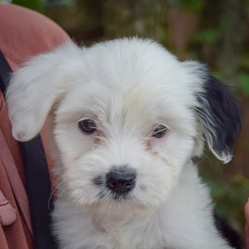 Ducky, an adoptable Poodle (unknown type) / Wirehaired Fox Terrier / Mixed at Animal House Shelter — photo 6