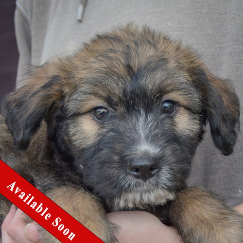 Guppy, Poodle (unknown type) / Wirehaired Fox Terrier / Mixed
