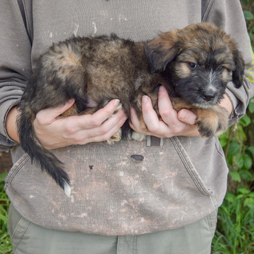 Guppy, an adoptable Poodle (unknown type) / Wirehaired Fox Terrier / Mixed at Animal House Shelter — photo 2