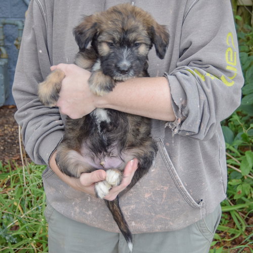 Guppy, an adoptable Poodle (unknown type) / Wirehaired Fox Terrier / Mixed at Animal House Shelter — photo 3