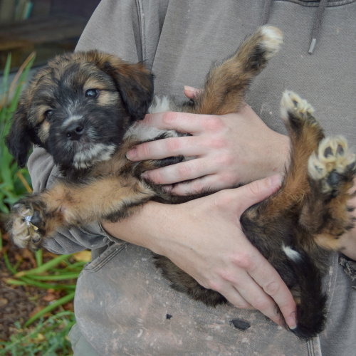 Guppy, an adoptable Poodle (unknown type) / Wirehaired Fox Terrier / Mixed at Animal House Shelter — photo 4