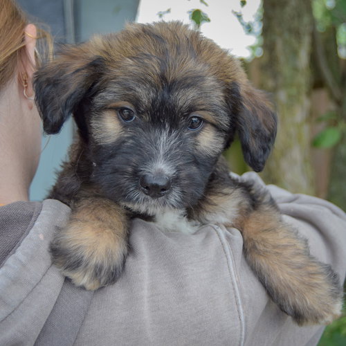 Guppy, an adoptable Poodle (unknown type) / Wirehaired Fox Terrier / Mixed at Animal House Shelter — photo 5