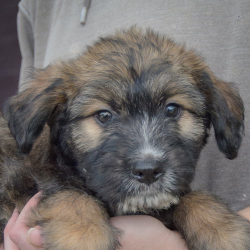 Guppy, an adoptable Poodle (unknown type) / Wirehaired Fox Terrier / Mixed at Animal House Shelter — photo 6