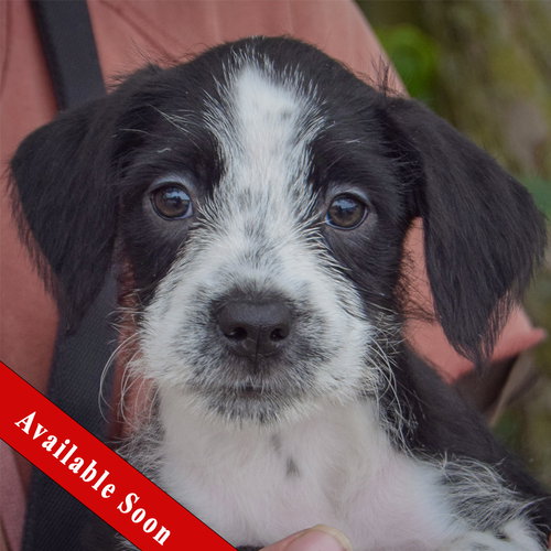 Kitty, Poodle (unknown type) / Wirehaired Fox Terrier / Mixed