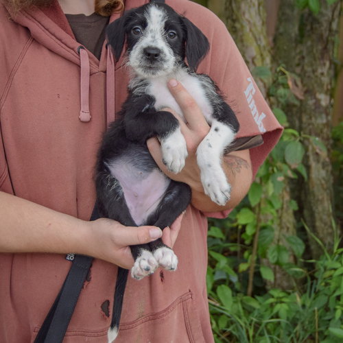 Kitty, an adoptable Poodle (unknown type) / Wirehaired Fox Terrier / Mixed at Animal House Shelter — photo 3