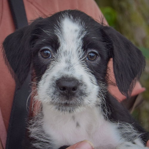 Kitty, an adoptable Poodle (unknown type) / Wirehaired Fox Terrier / Mixed at Animal House Shelter — photo 5