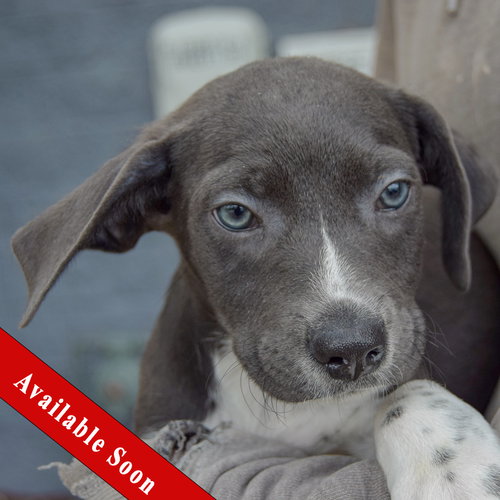 Monkey, Poodle (unknown type) / Wirehaired Fox Terrier / Mixed