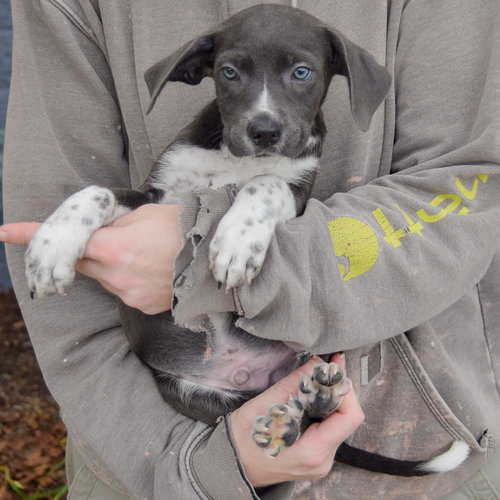 Monkey, an adoptable Poodle (unknown type) / Wirehaired Fox Terrier / Mixed at Animal House Shelter — photo 3