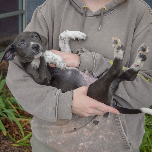 Monkey, an adoptable Poodle (unknown type) / Wirehaired Fox Terrier / Mixed at Animal House Shelter — photo 4
