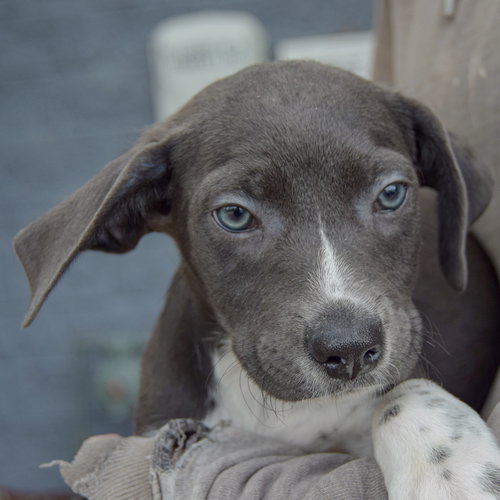 Monkey, an adoptable Poodle (unknown type) / Wirehaired Fox Terrier / Mixed at Animal House Shelter — photo 6