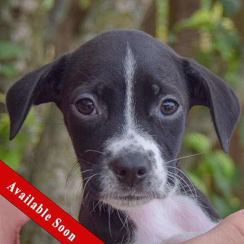 Piggy, Poodle (unknown type) / Wirehaired Fox Terrier / Mixed