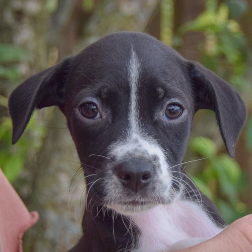 Piggy, an adoptable Poodle (unknown type) / Wirehaired Fox Terrier / Mixed at Animal House Shelter — photo 5