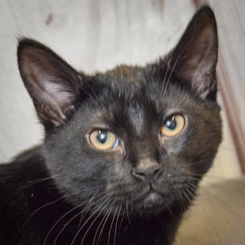 Gus, a cat for adoption from Animal House Shelter, Inc.