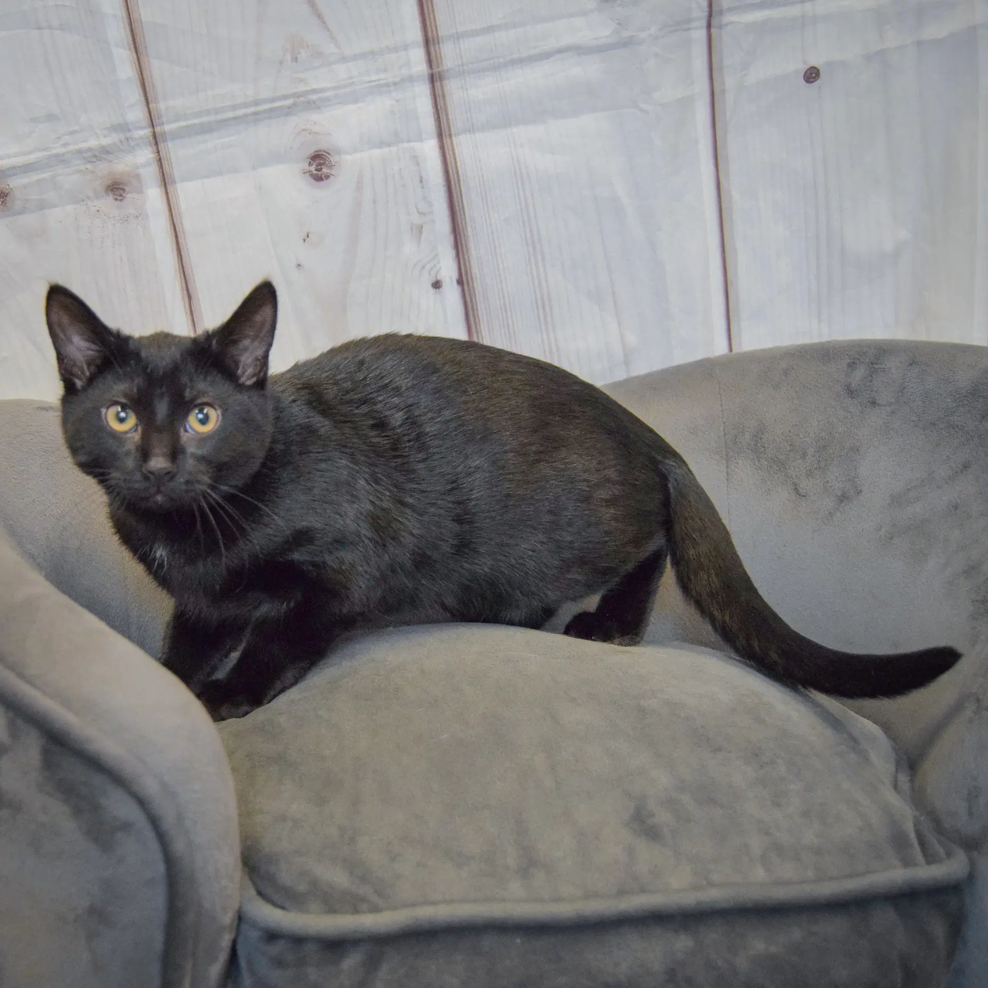 Gus image 3