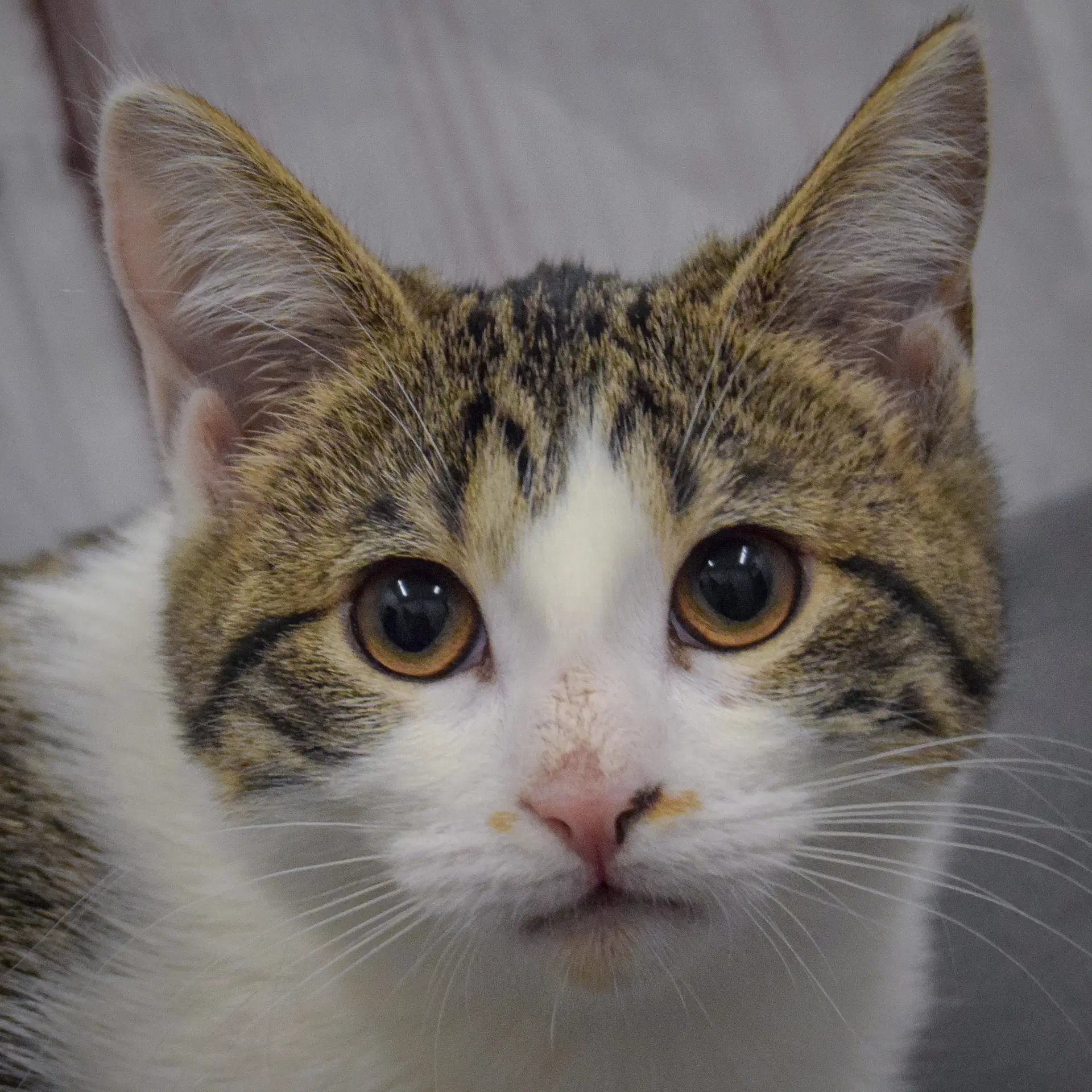 Penelope - Tabby