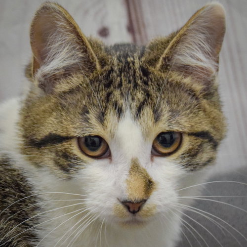 Pippa, a cat for adoption from Animal House Shelter, Inc.