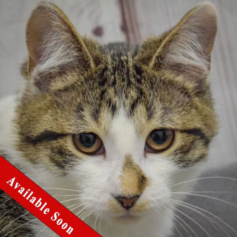 Pippa - Tabby