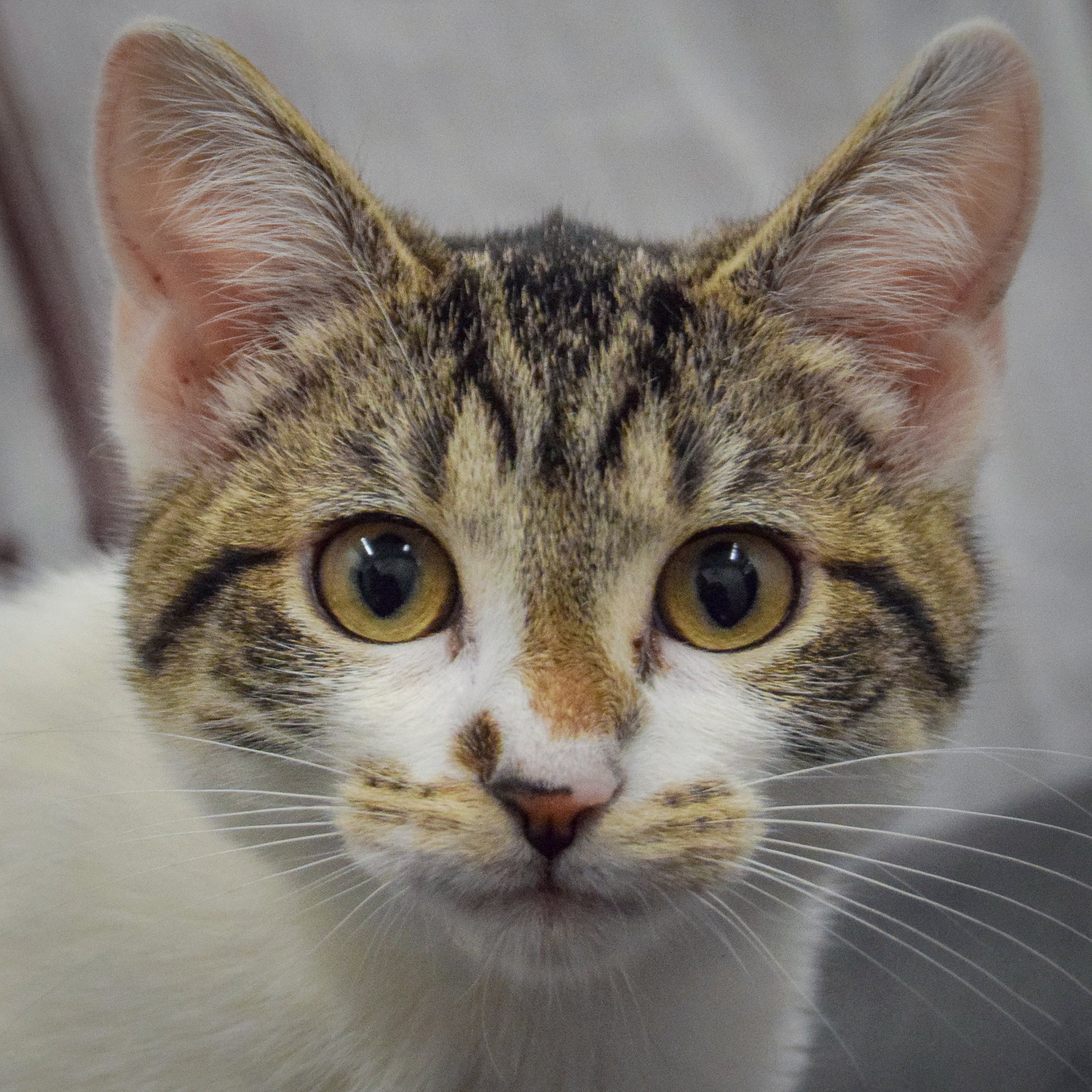 Poppi, photo 5