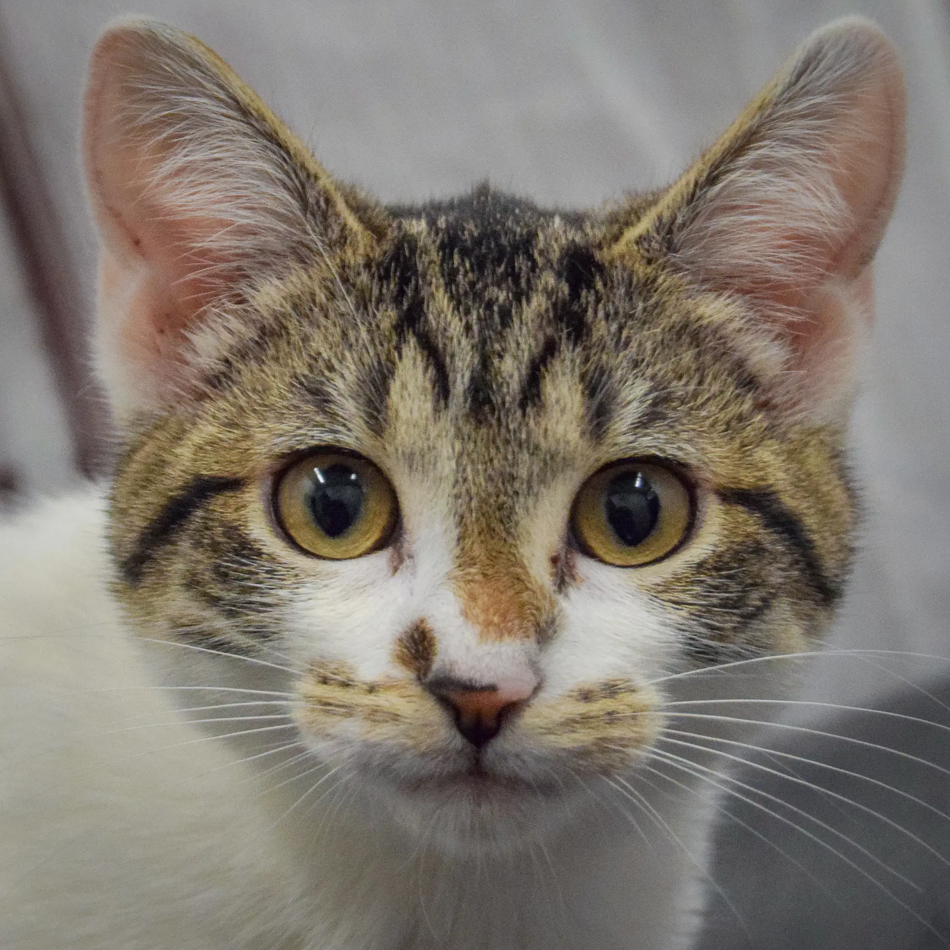 Poppi - Tabby