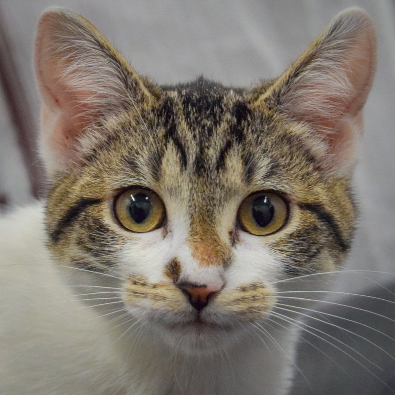 Poppi, photo 5