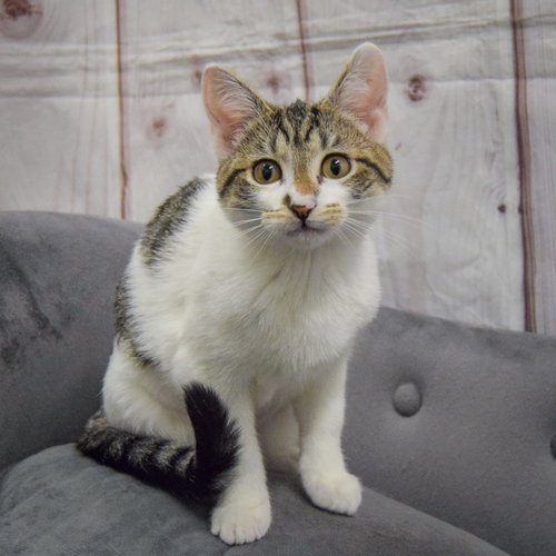Photo 2 of Poppi