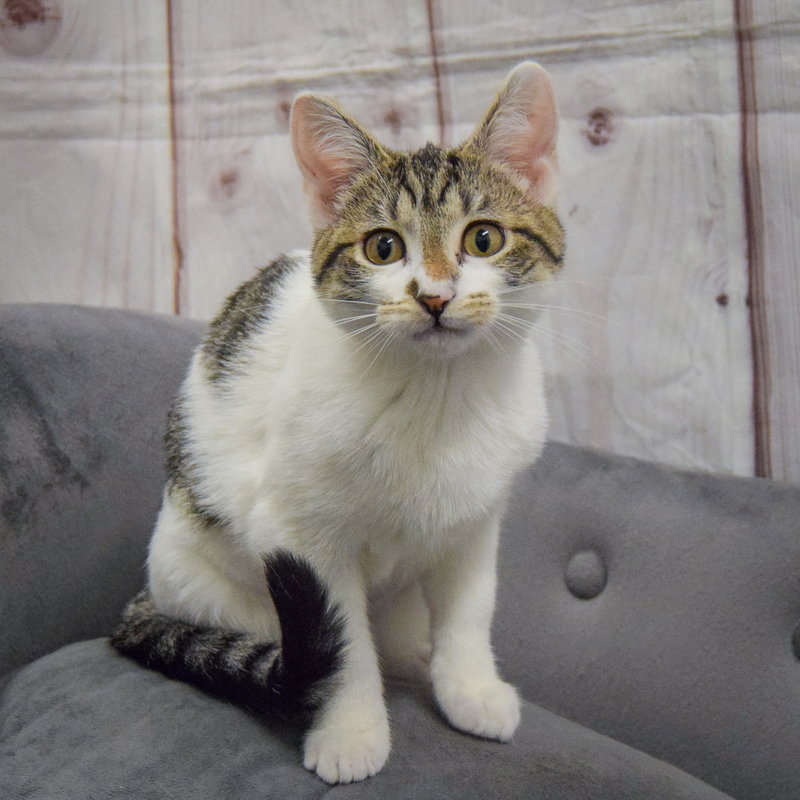 Poppi, photo 2