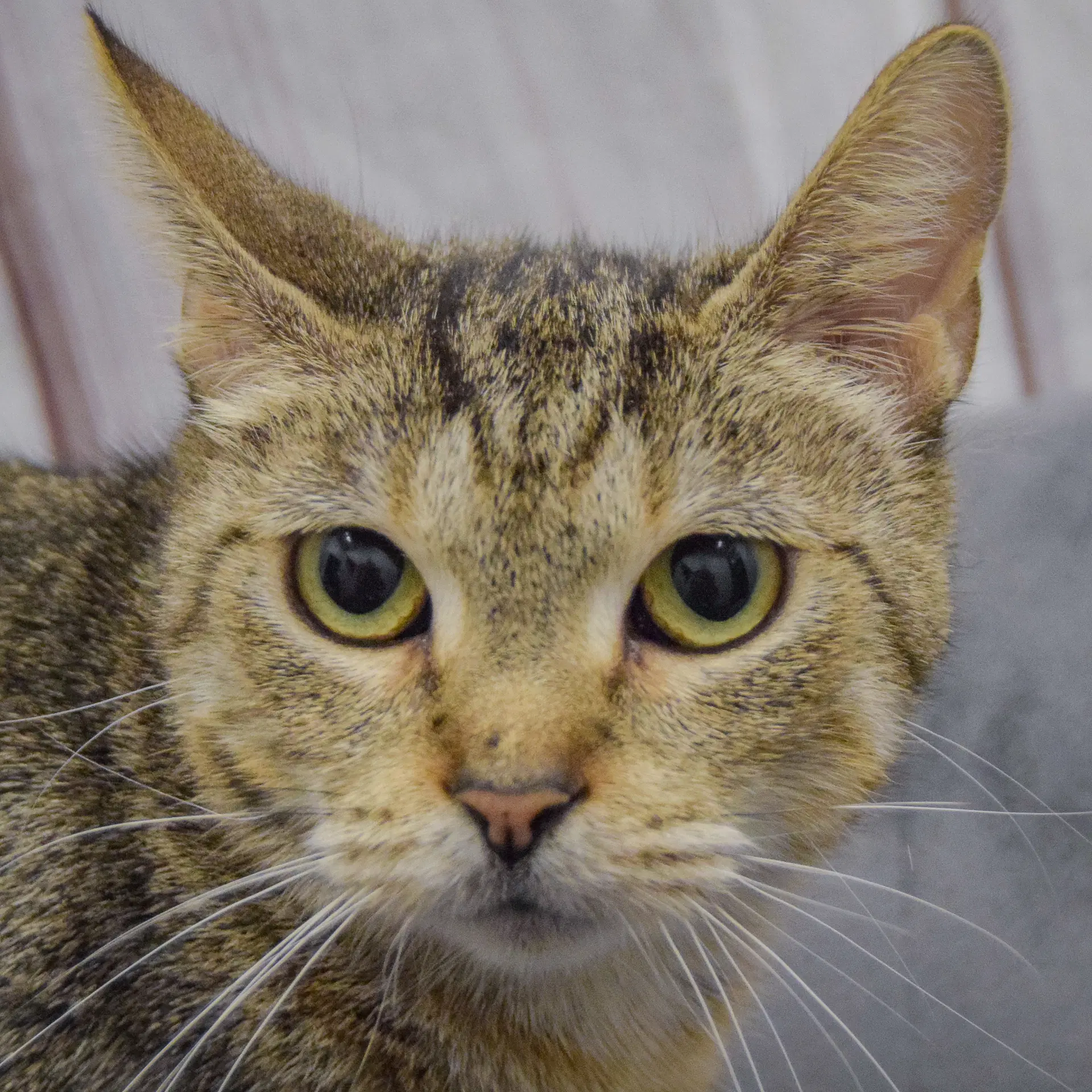 Nala - Tabby