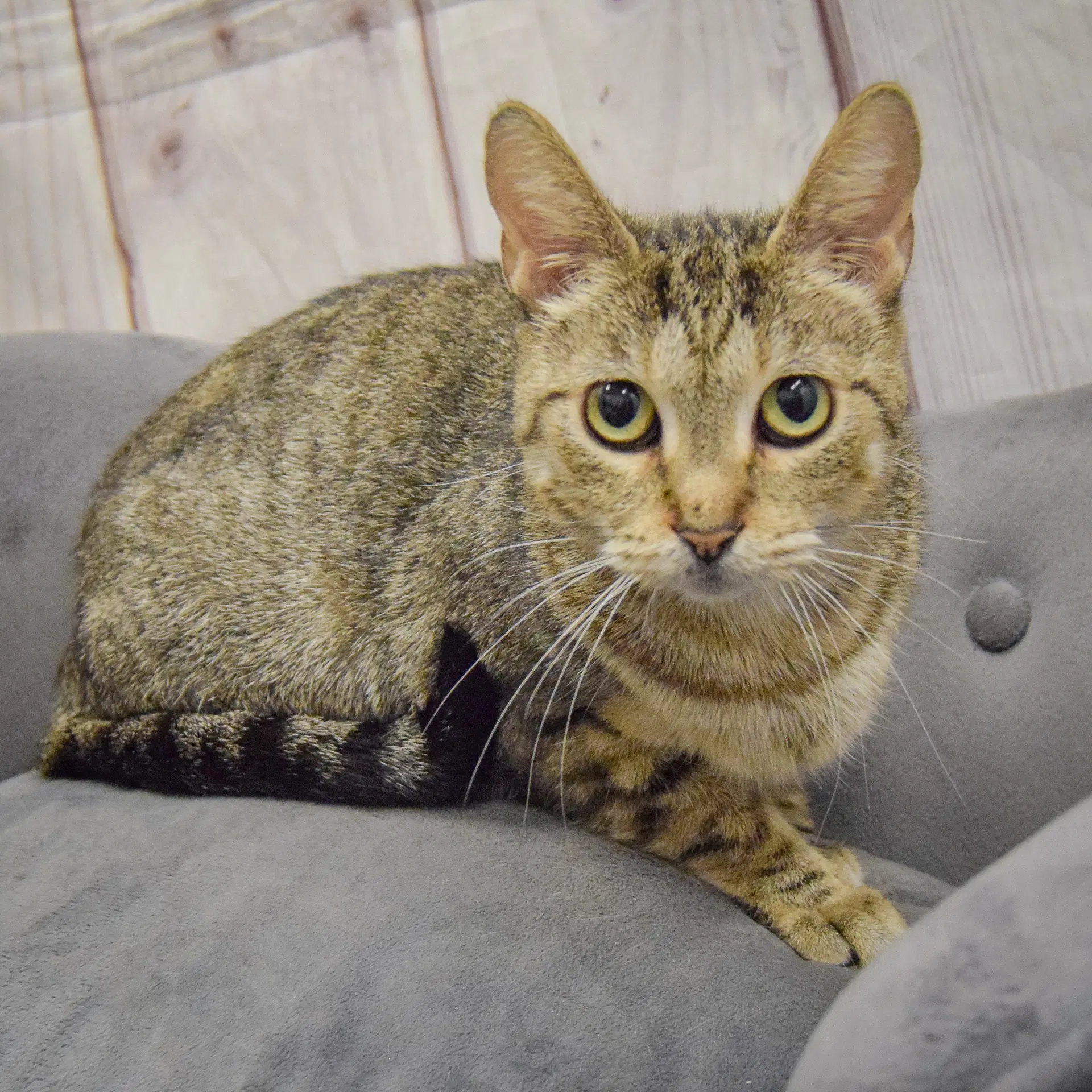 Nala image 2