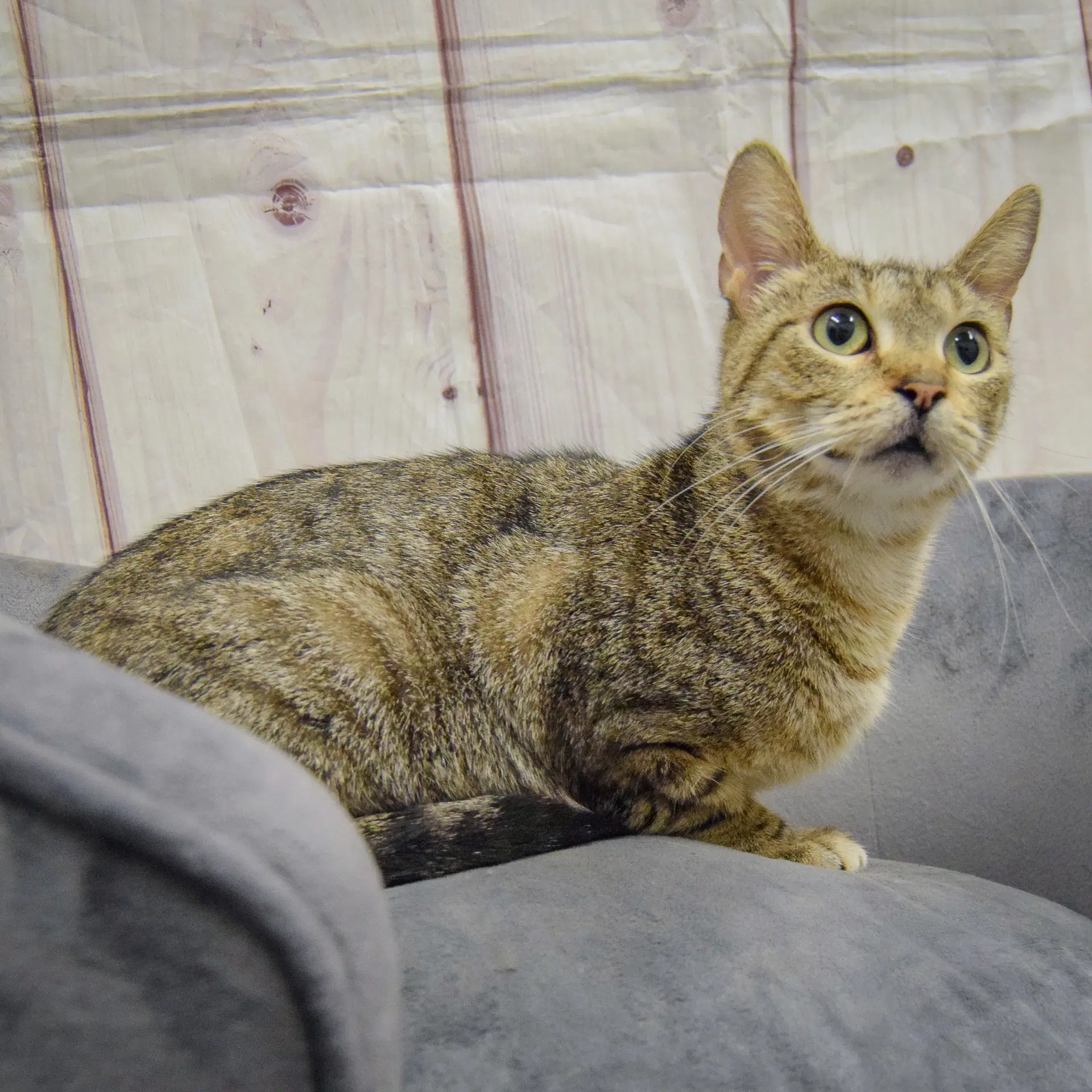 Nala image 3