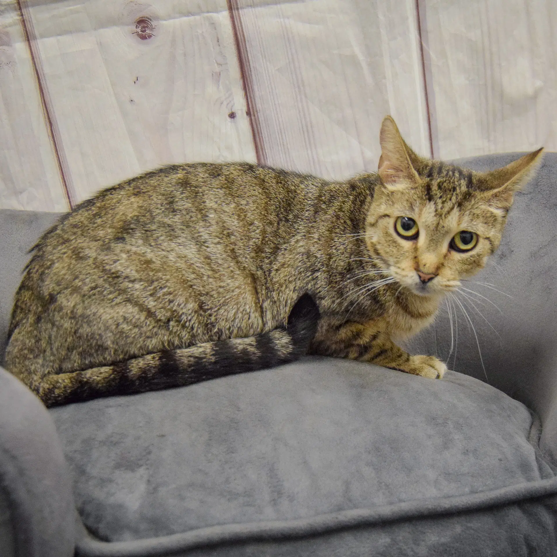 Nala image 4