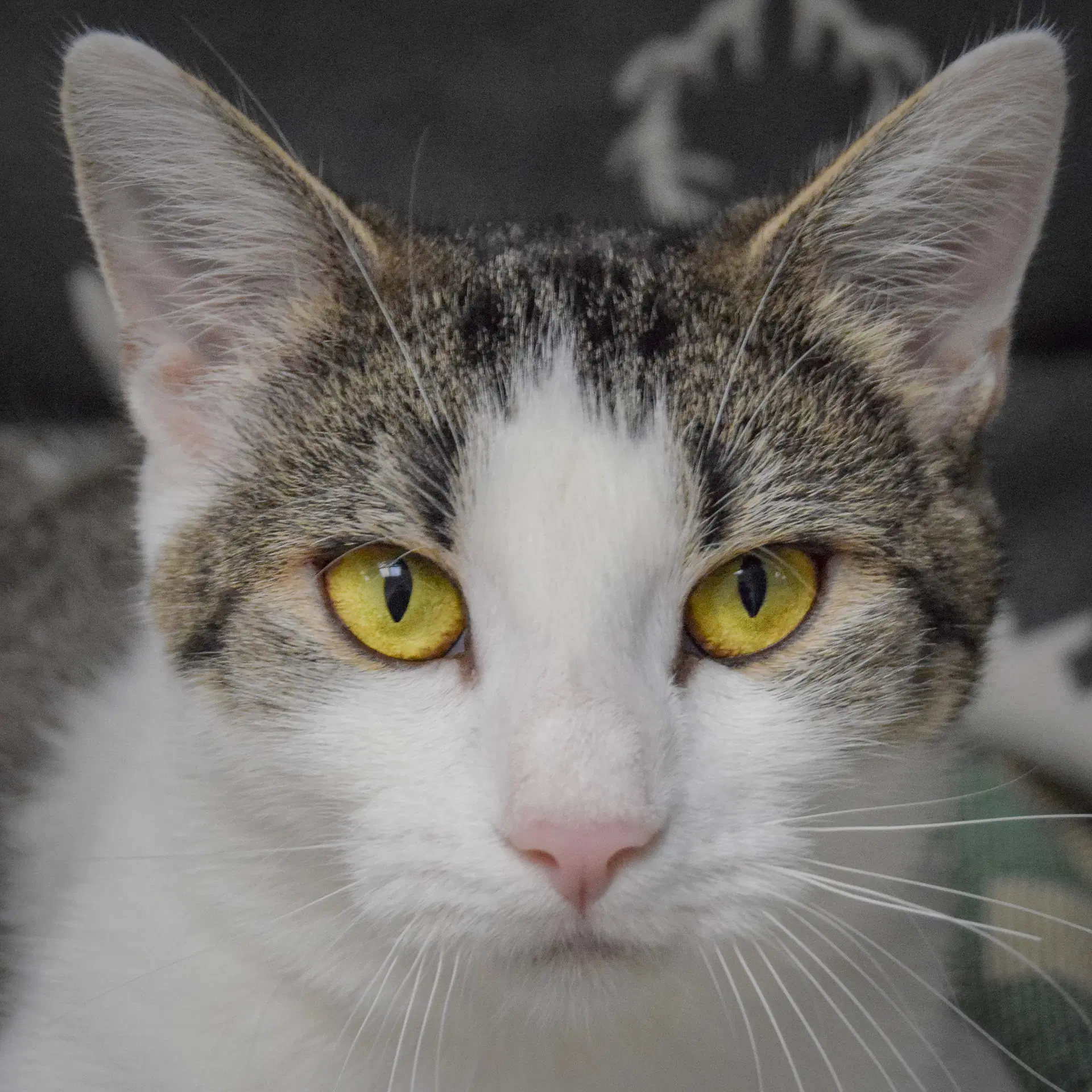 Mystery - Tabby