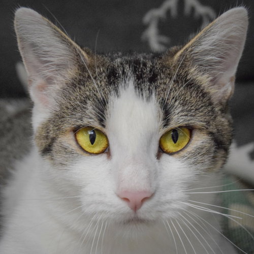 Mystery, a cat for adoption from Animal House Shelter, Inc.