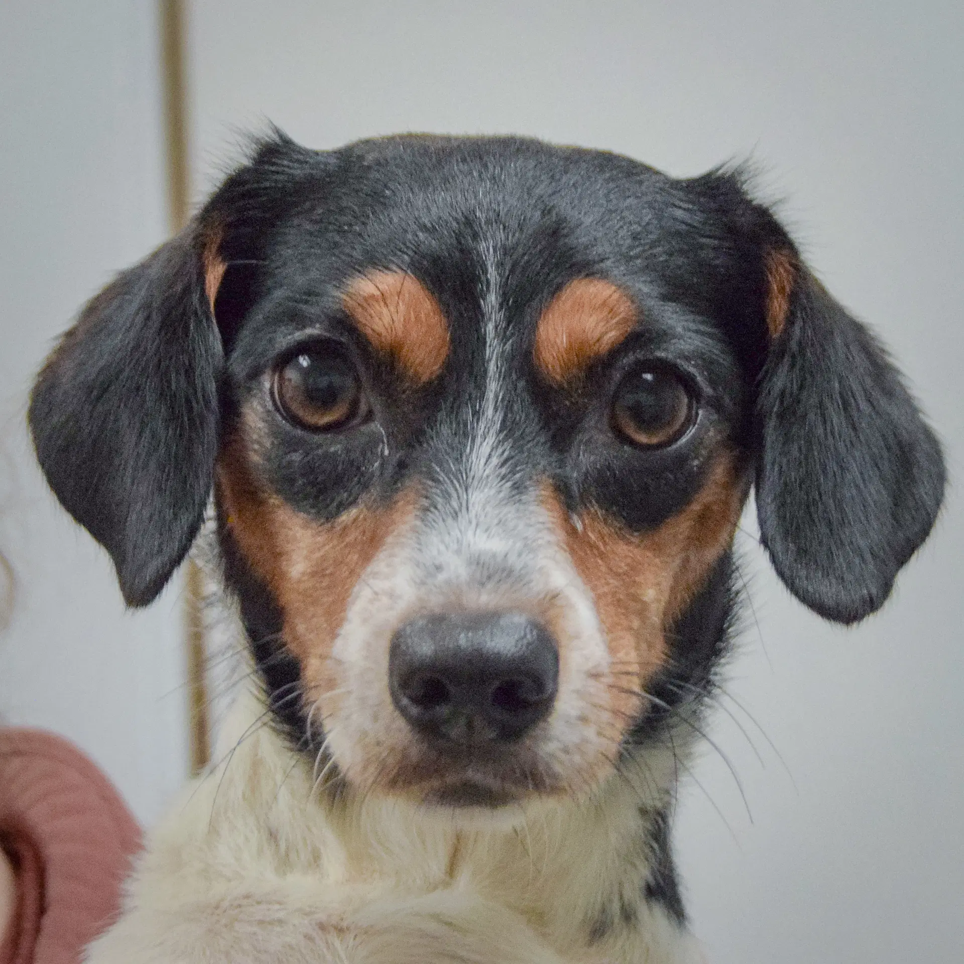 Bonnie - Dachshund