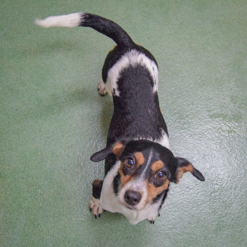 Bonnie, an adoptable Dachshund / Jack Russell Terrier / Mixed at Animal House Shelter — photo 2