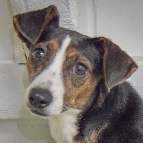 Brandy, Jack Russell Terrier / Beagle / Mixed