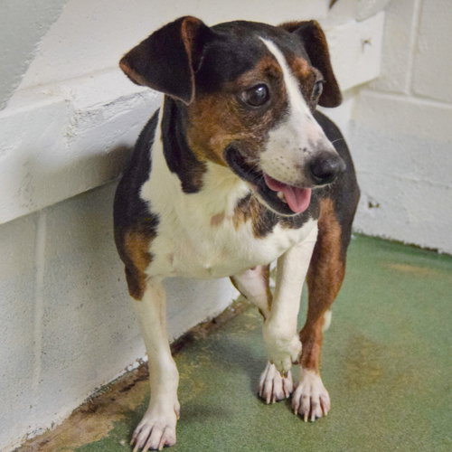 Brandy, an adoptable Jack Russell Terrier / Beagle / Mixed at Animal House Shelter — photo 4