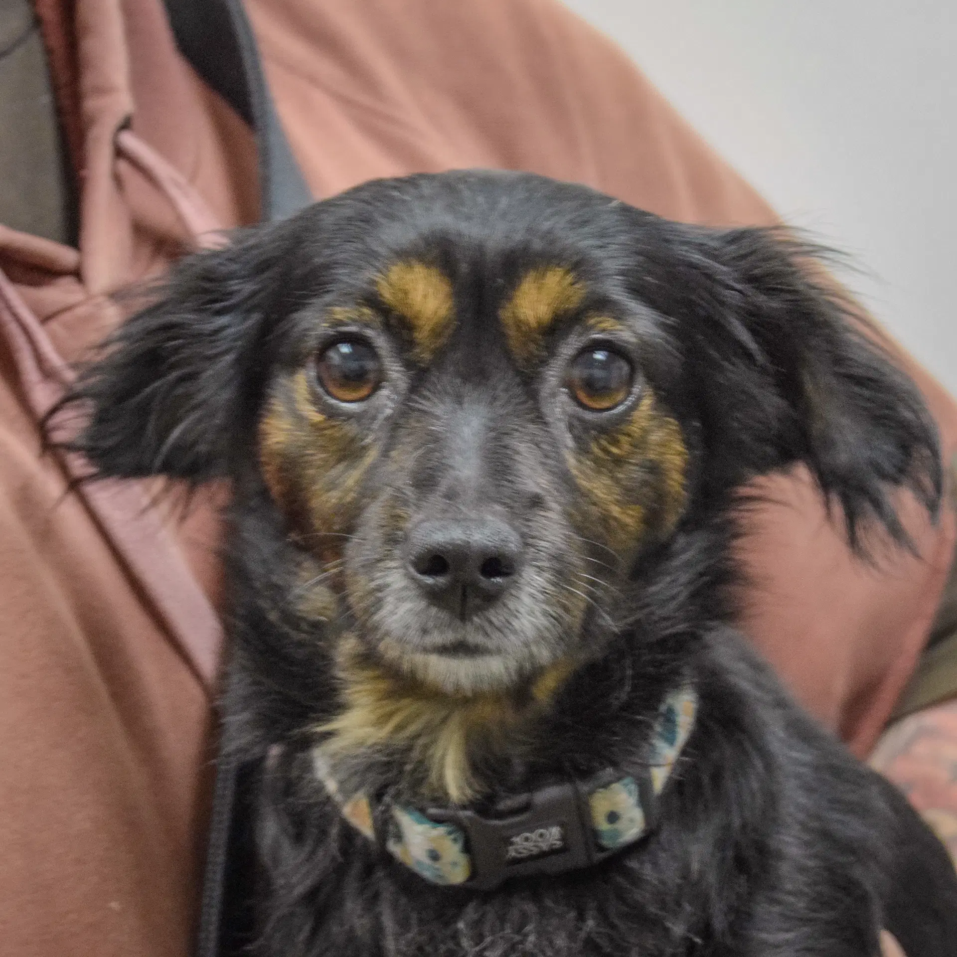 Chilli - Dachshund