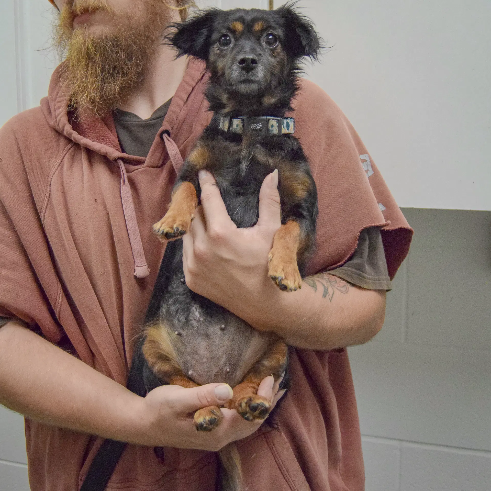 Chilli image 4