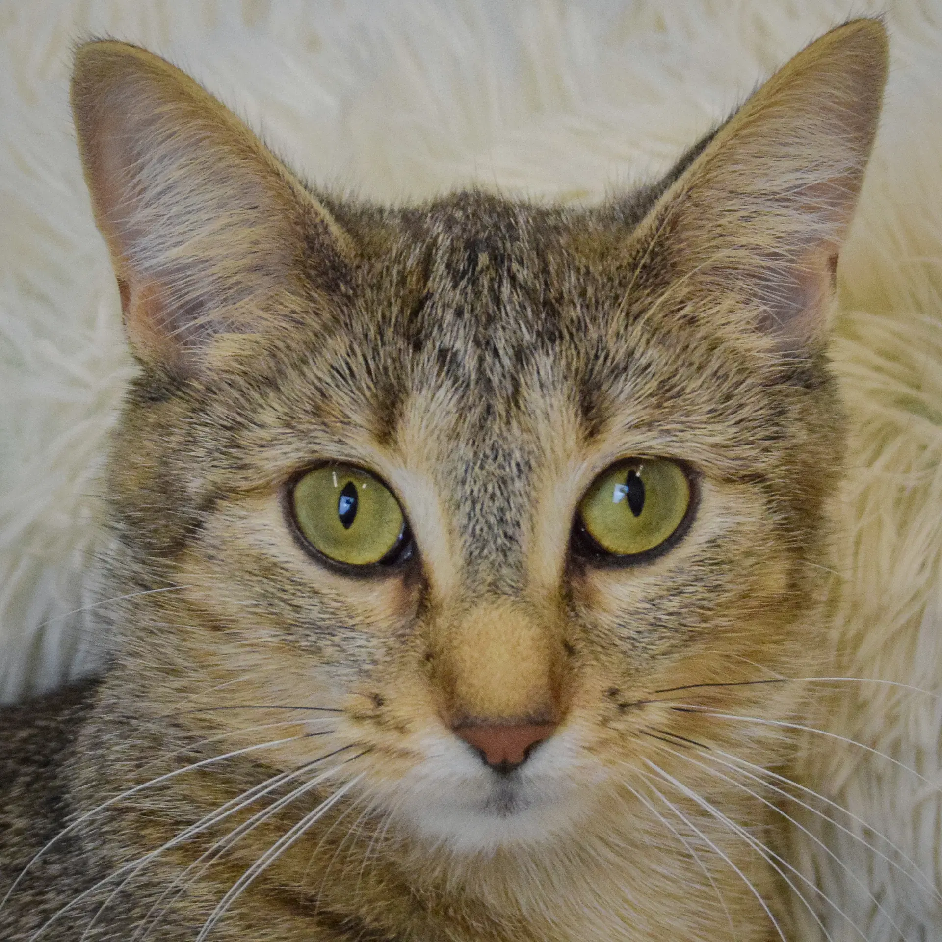 Allie - Tabby