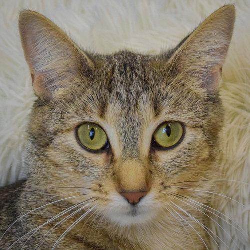 picture of the cat needing adoption