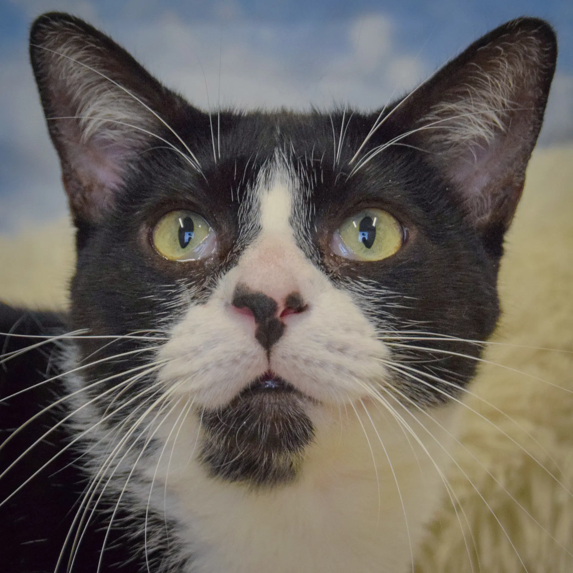 Penelope - Tuxedo