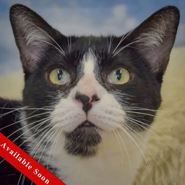 Penny - Tuxedo