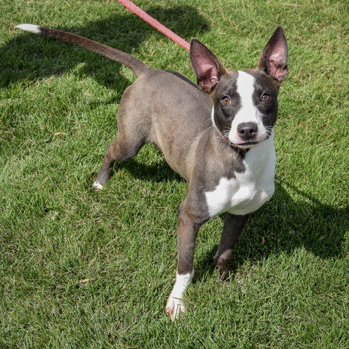 Shane, an adoptable American Staffordshire Terrier / Bull Terrier / Mixed at Animal House Shelter — photo 2