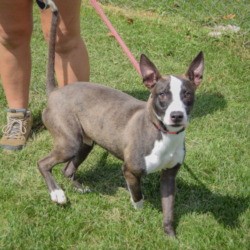 Shane, an adoptable American Staffordshire Terrier / Bull Terrier / Mixed at Animal House Shelter — photo 3