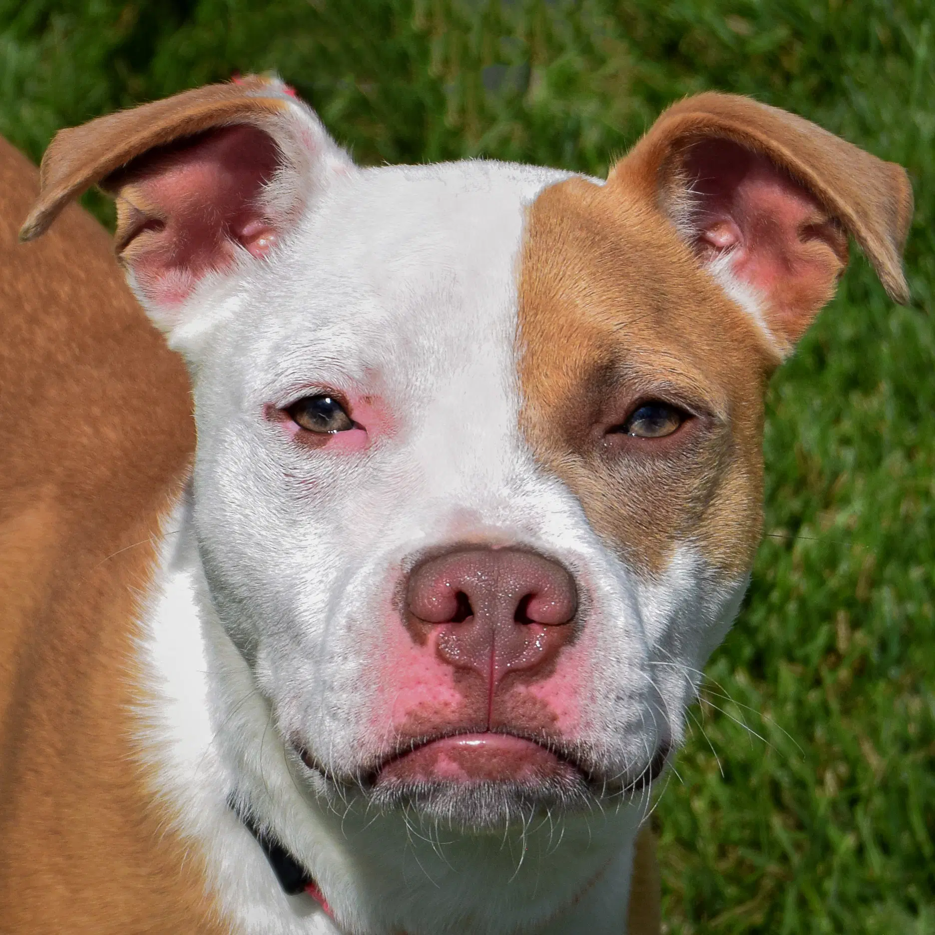 Sunny - American Staffordshire Terrier