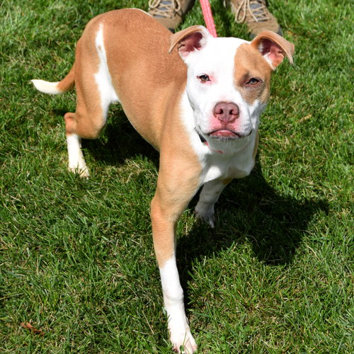Sunny, an adoptable American Staffordshire Terrier / Boxer / Mixed at Animal House Shelter — photo 3