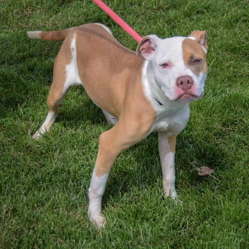 Sunny, an adoptable American Staffordshire Terrier / Boxer / Mixed at Animal House Shelter — photo 5